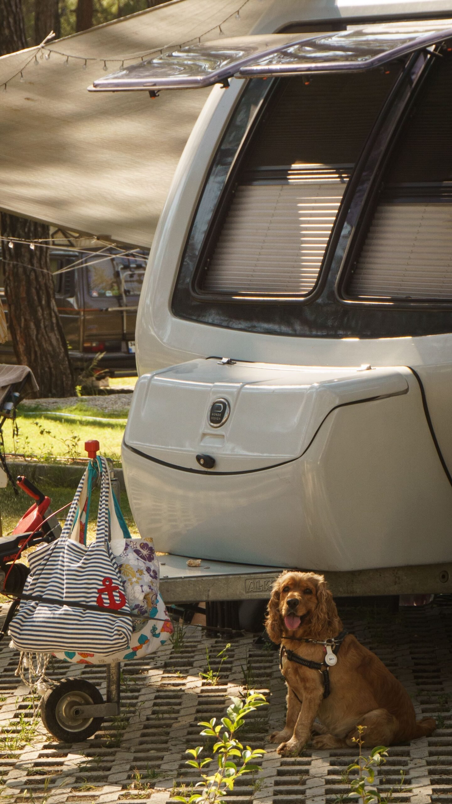 Perro viajando de forma segura durante una ruta camper
