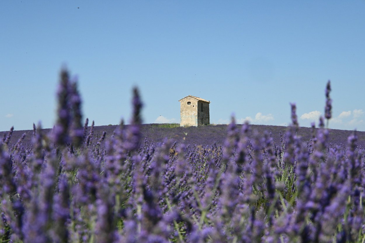 Campos de lavanda violeta en la Provenza francesa