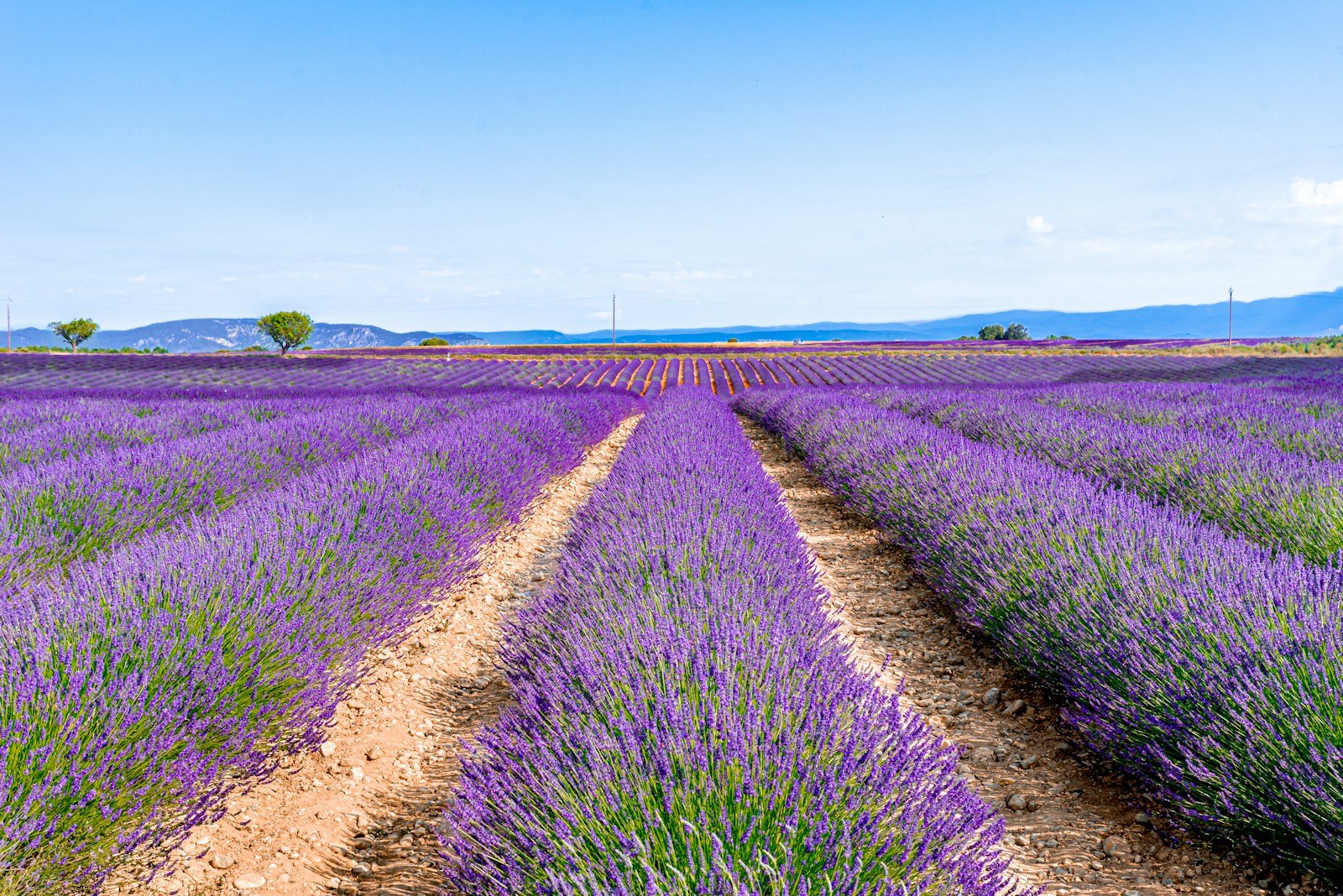 Campos de lavanda en flor en Valensole, Provenza francesa